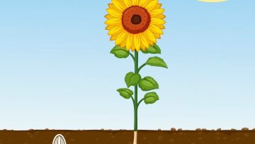 76164980sunpower