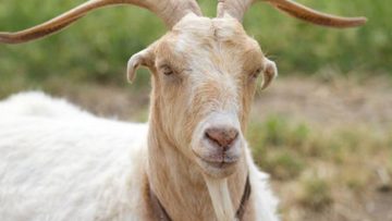 76237078male_goat_big