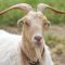 76237078male_goat_big