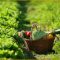 panier de légumes dans un potager
