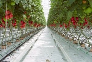 76598033tomatoes_greenhouse
