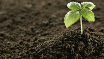 76728204subisdized_fertilizer