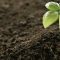 76728204subisdized_fertilizer