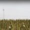 769346670__623x416_q85_crop_subsampling-2_upscale