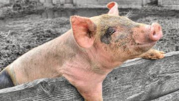 7722305167570762_707478043029994_8439970332776857600_n