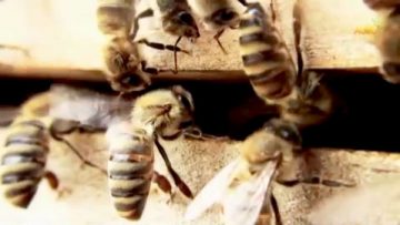 77382418bee_1