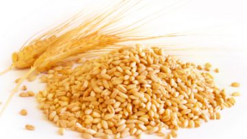 77464716Wheat-berries