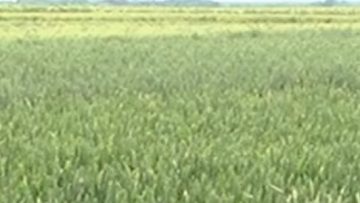778094281index.jpeg__623x416_q85_crop_subsampling-2_upscale