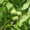77927061juglans-regia-noyer-commun