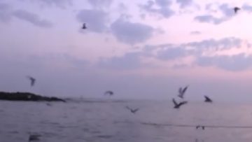 78290833fish