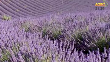 78677086lavender_848484