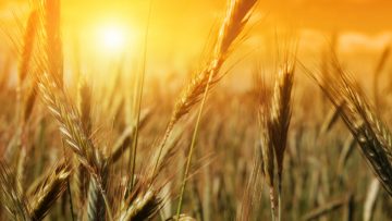 78679063wheat_Argentinaa