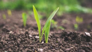 78785268soil