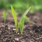 78785268soil
