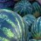 79079839agrotema_6_08