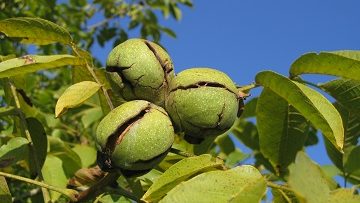 79100069juglans_regia_web