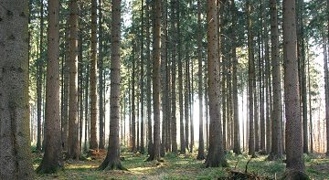 79280423forest2