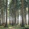 79280423forest2