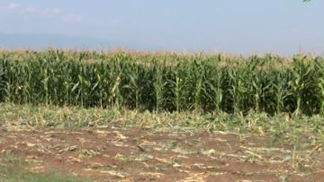 79710815agrotema_10_08_2018