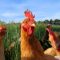 79829419hen