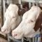 79838278cows_milk