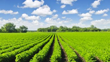 Rows of soy plants in a field
