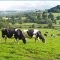 8012012061540631farming