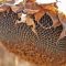 80461118sunflower_KWS