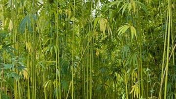 80604909hemp_bio-fuel-660×260