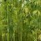 80604909hemp_bio-fuel-660×260