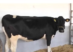 80640535genetika