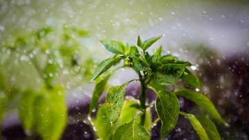 81173693RainingPlant-1-L