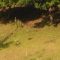 81390655deer