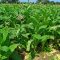 81502347360px-Nicotiana_tabacum_001