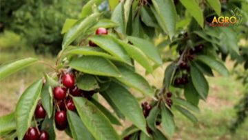 81593192cherry