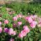 81920604rose-cluster