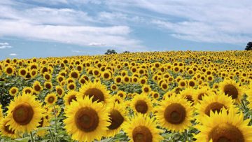 81938123field-of-sunflowers