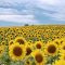 81938123field-of-sunflowers