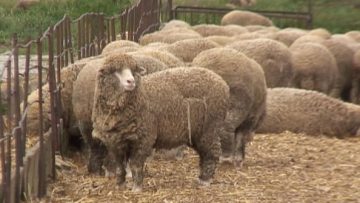 82289104sheep333