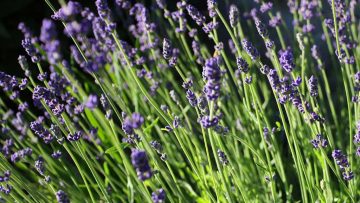 82407072English-Lavender-Lavandula-augustifolia