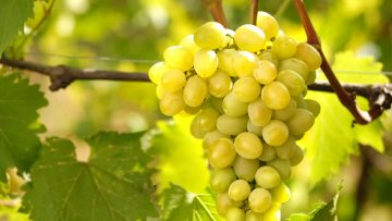8291075001-grape_550x400