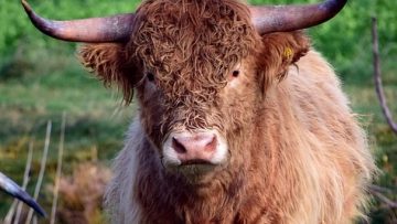 83125905bull-2949540_640