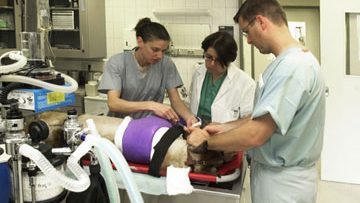83157221animal-medicine