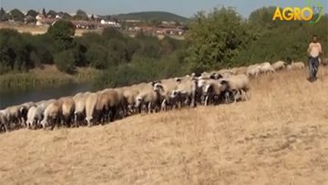 83188100kontrol_veterinari
