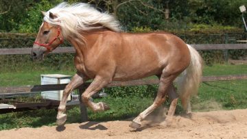 83216675halflinger-874