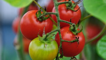 83276987cherry-tomatoes