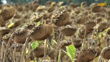 8329396sunflower_harvest