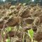 8329396sunflower_harvest