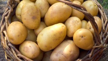83573705potato-HERO