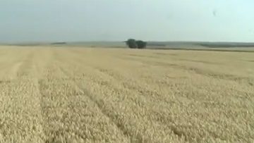 84031417agrotema